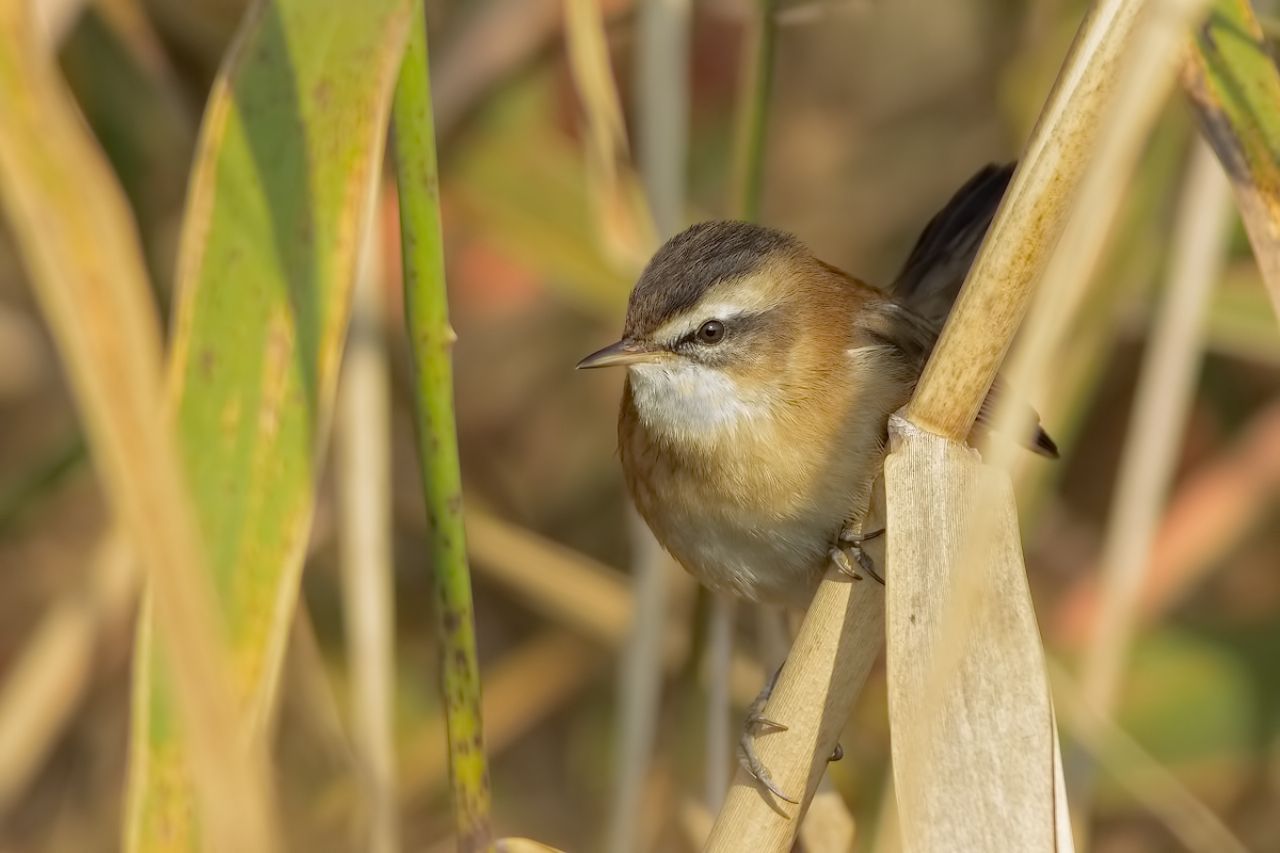 Forapaglie castagnolo (Acrocephalus melanopogon)